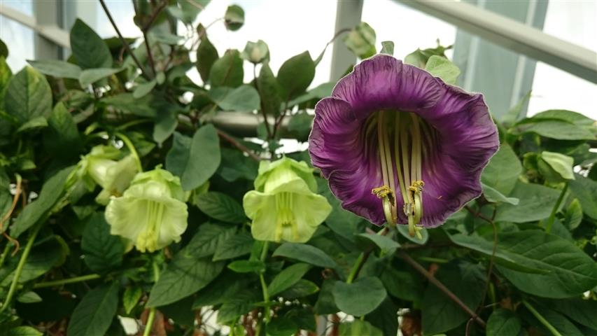 _(Cobaea_scandens)_2