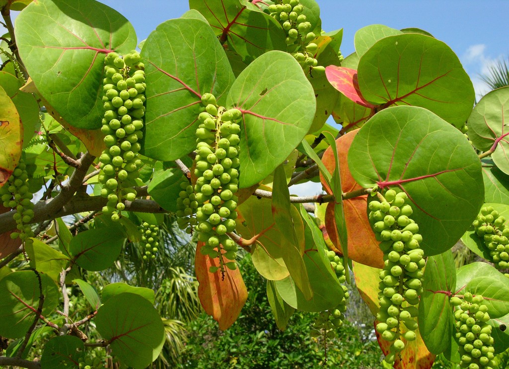 Coccoloba uvifera