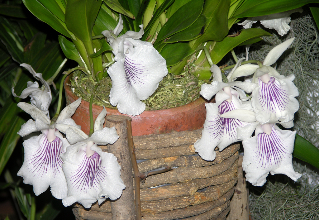 Cochleanthes amazonica