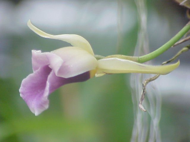 Cochleanthes_discolor