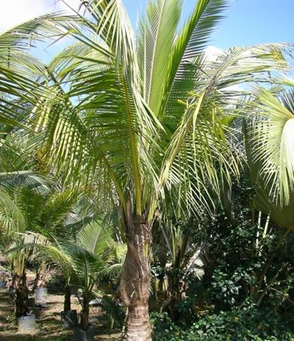 Cocos Nucifera