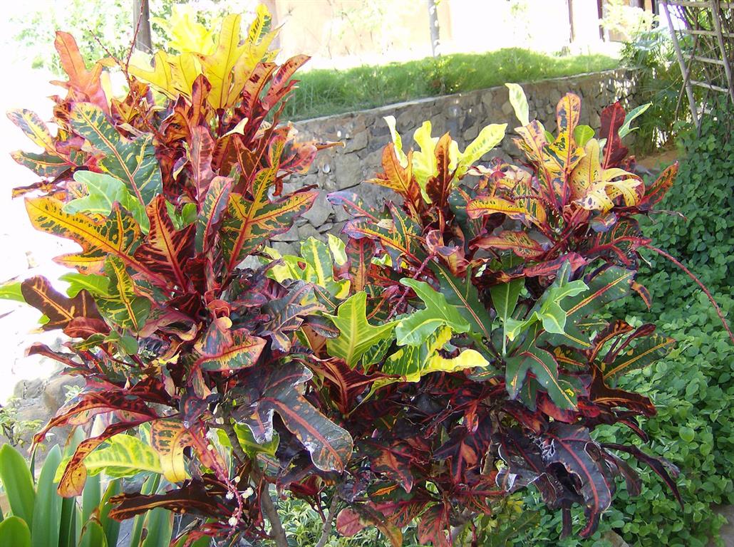 Codiaeum_variegatum