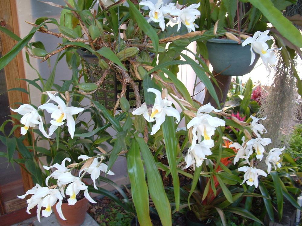 Coelogyne Cristata