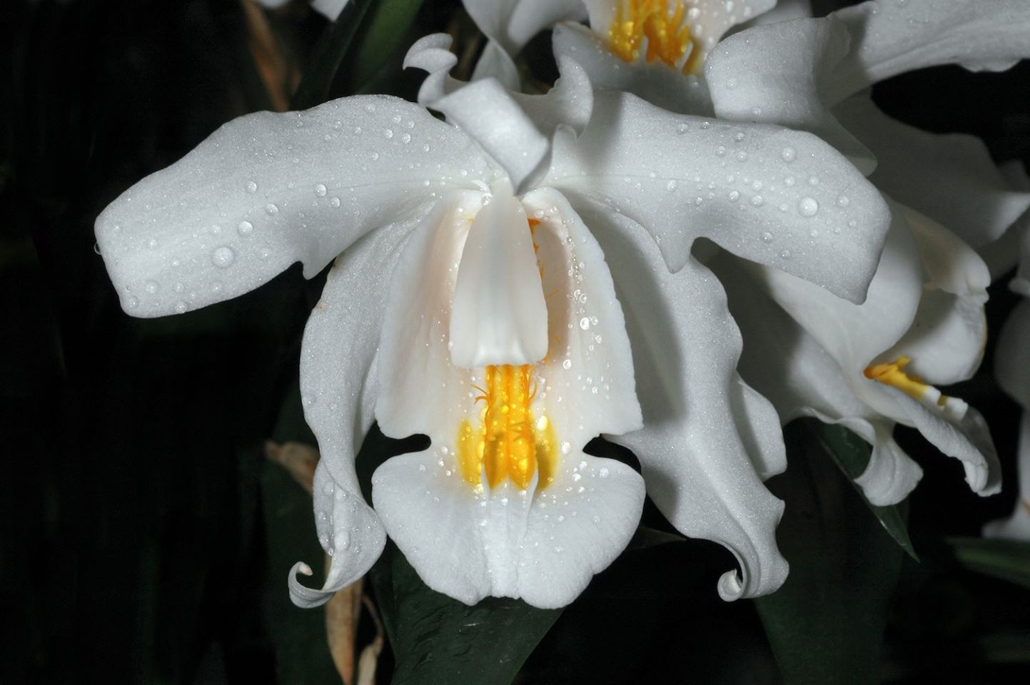 Coelogyne Cristata