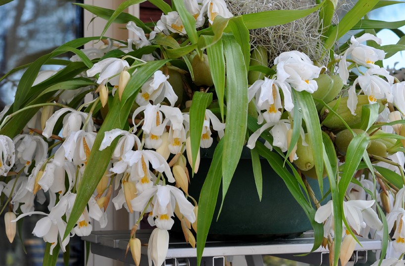 Coelogyne cristata