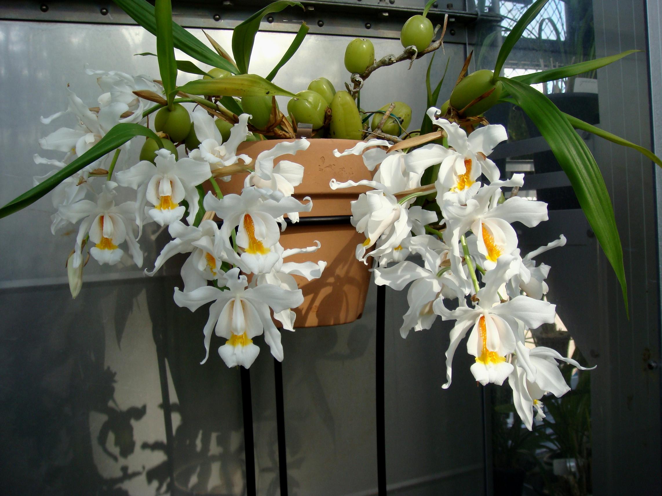 Coelogyne-cristata1