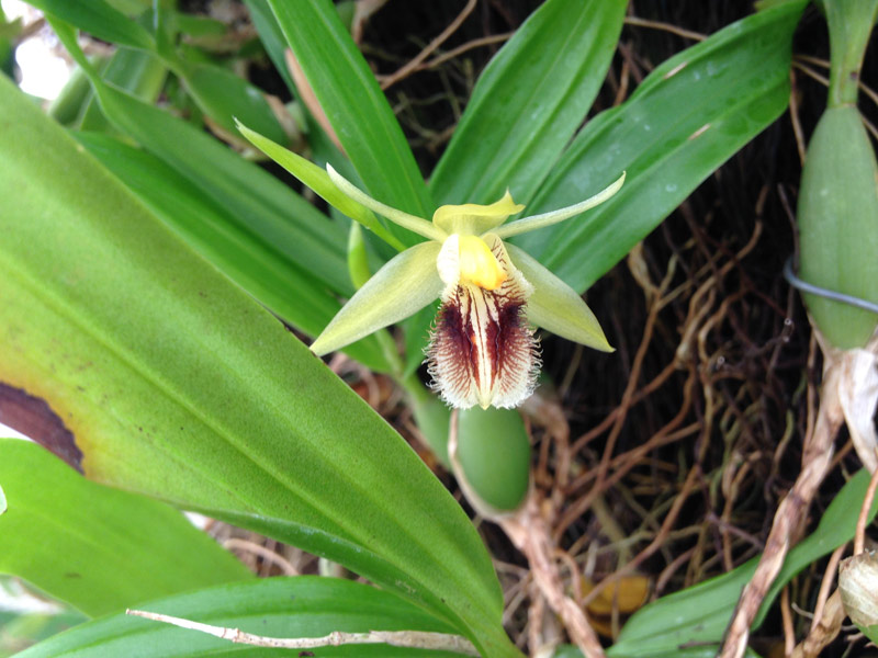 Coelogyne-fimbriata-03