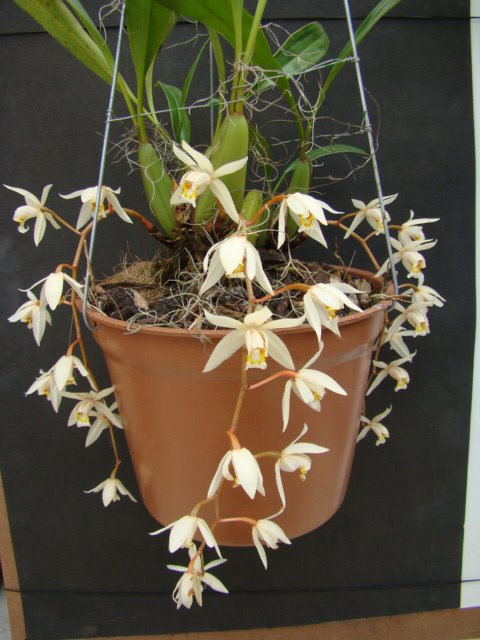 Coelogyne flacida - 62