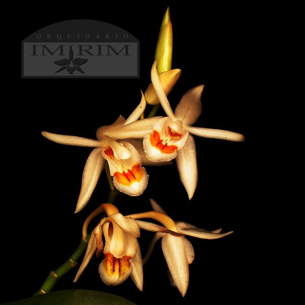 Coelogyne-stricta