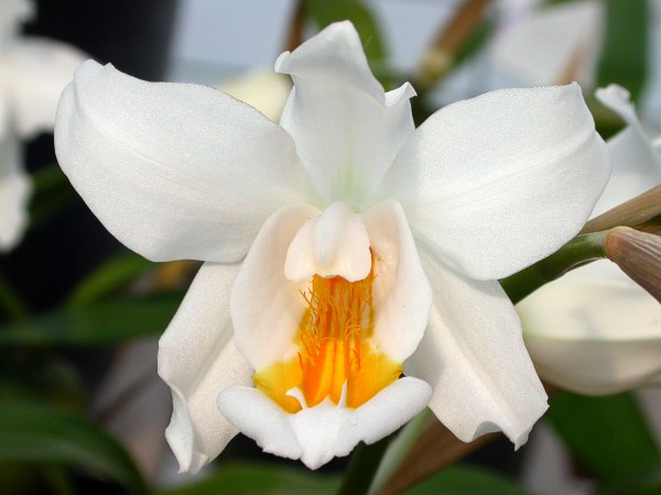 Coelogyne_cristata