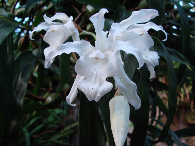 Coelogyne_cristata4