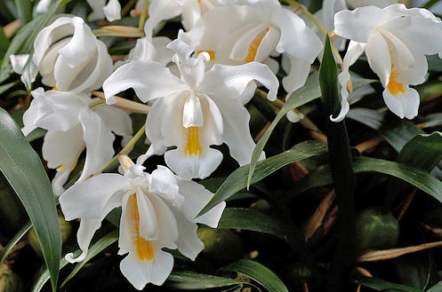 Coelogynes Cristatas