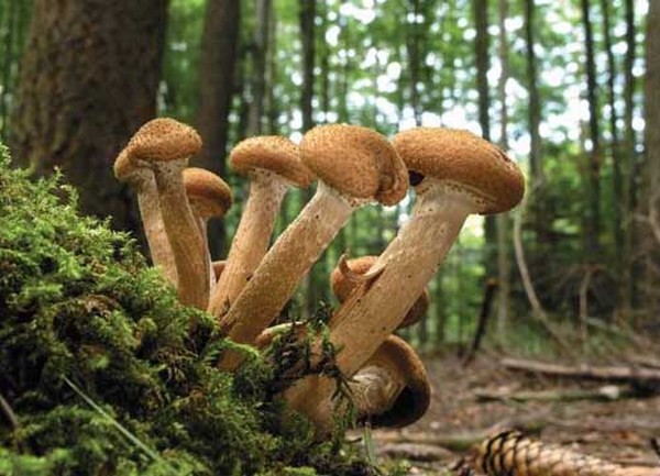 Cogumelo-do-mel (Armillaria ostoyae)