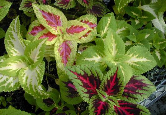 Coleus-blumei