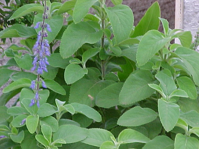 Coleus frederici Coleus frederici