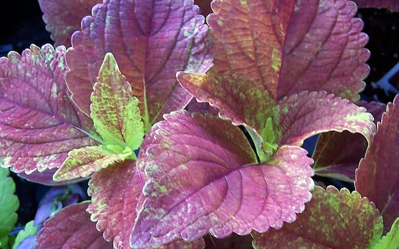 Coleus verschaffeltii