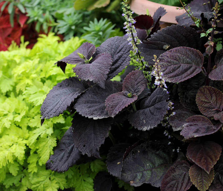 Coleus x blumei 'Palisandra'