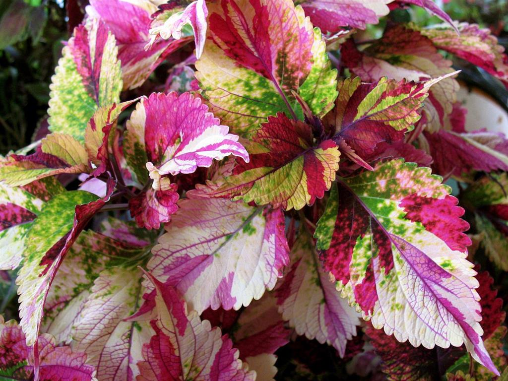 Coleus1