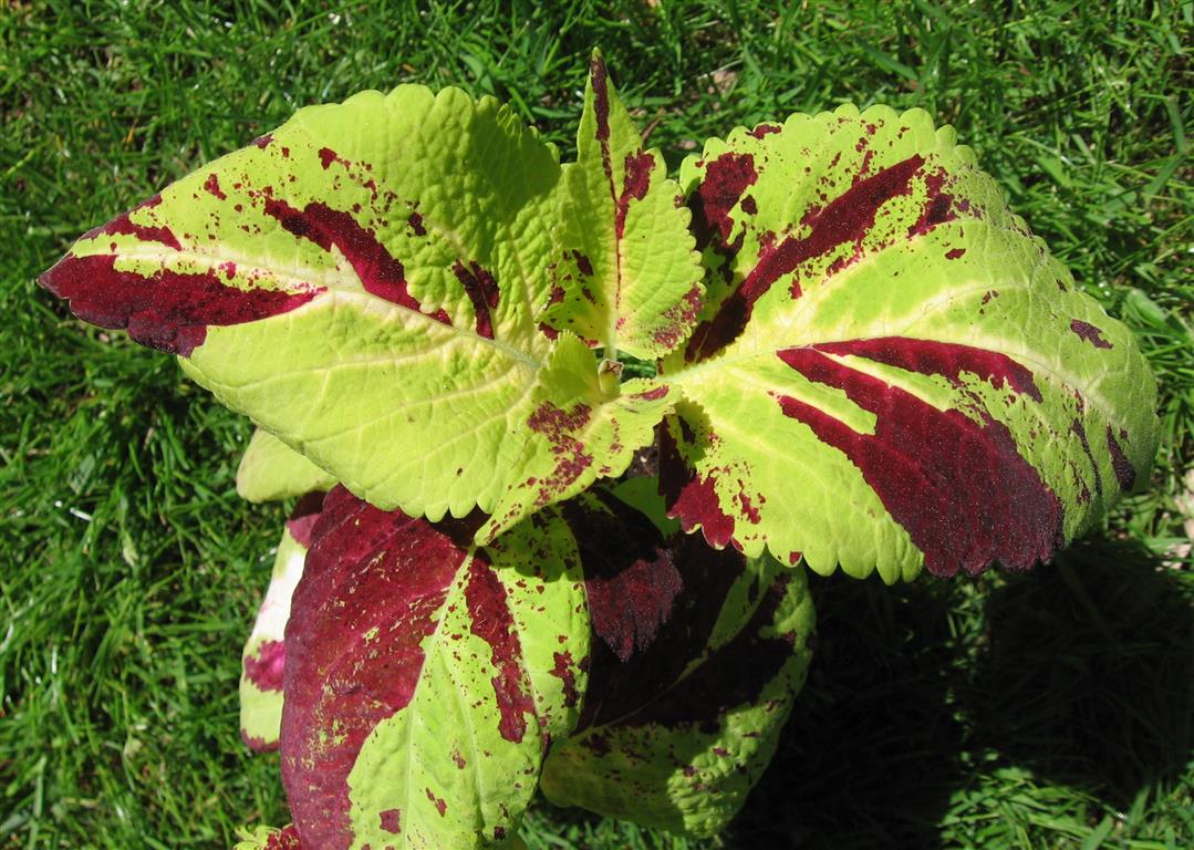 Coleus2