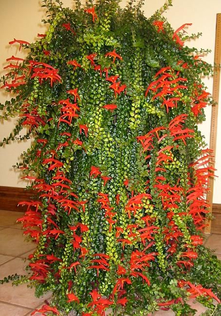 Columnea Microphylla