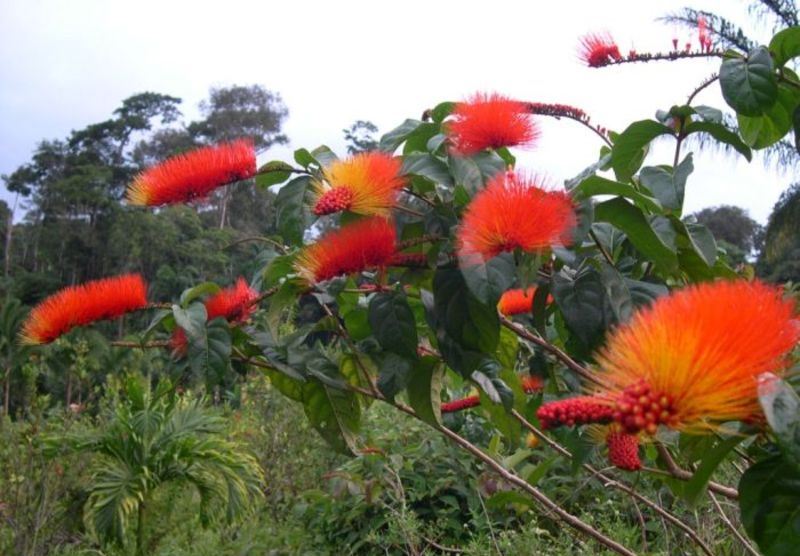 Combretum fruticosum1