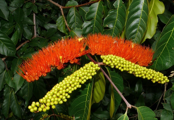 Combretum fruticosum3