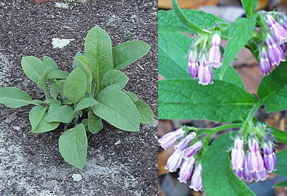 Comfrey-Symphytum-officinale-irelan