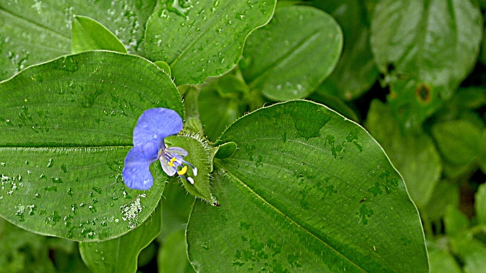 Commelina