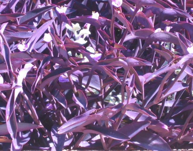 Commelinaceae-Tradescantia pallida-001