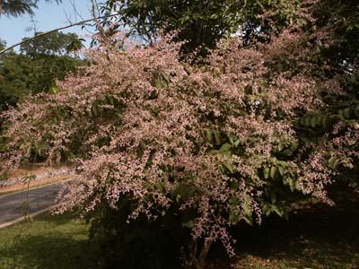 Congea tomentosa.