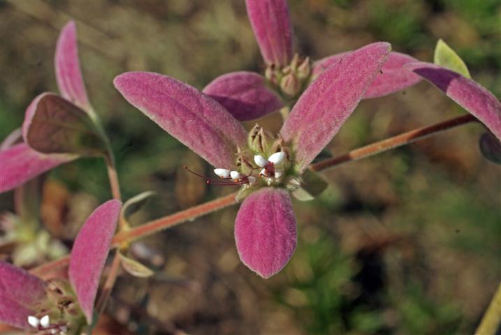 Congea tomentosa_&&