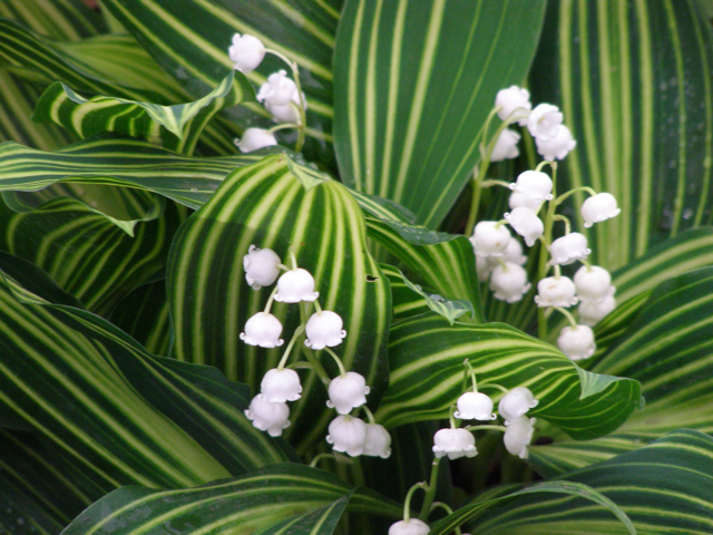 Convallaria majalis 'Variegata'