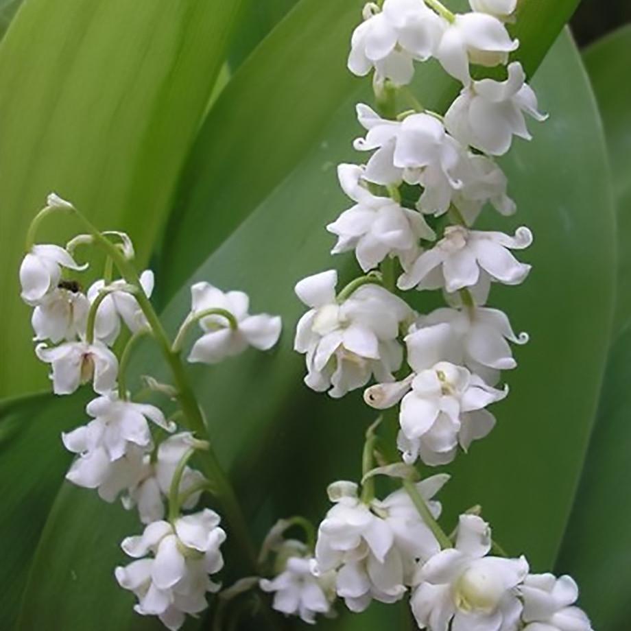 Convallaria majalis ‘‘Prolificans’