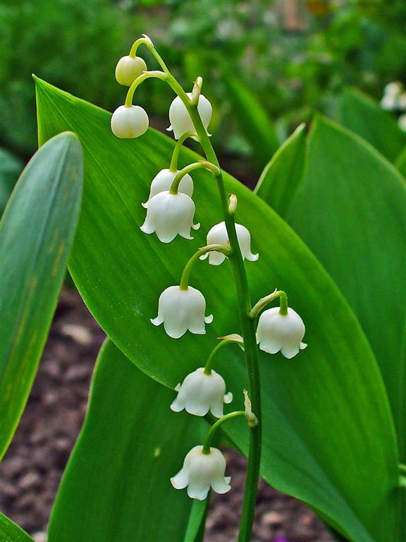 Convallaria_majalis_00 