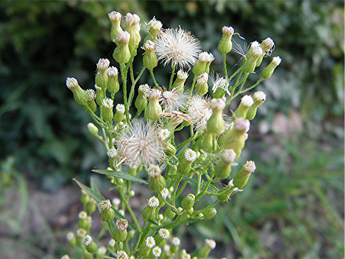 Conyza canadensis