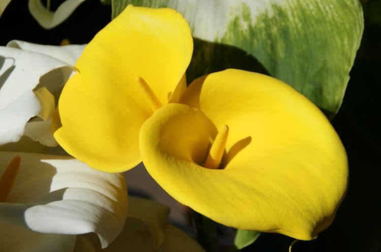 Copo-de-leite - (Zantedeschia aethiopica)