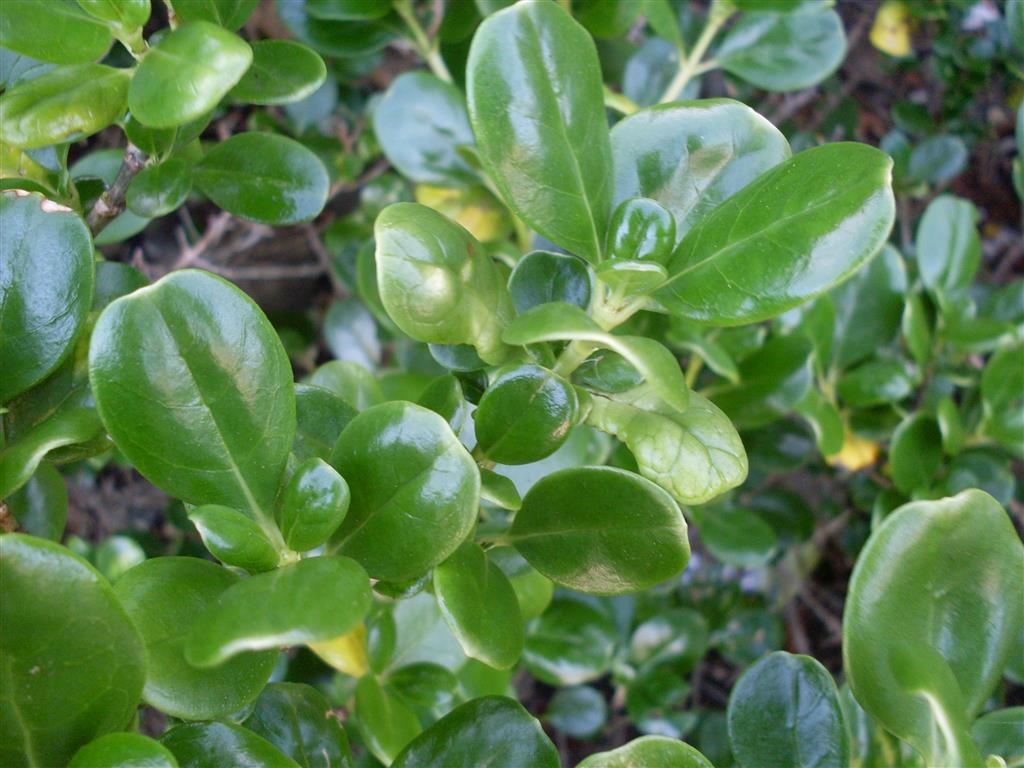 Coprosma repens 