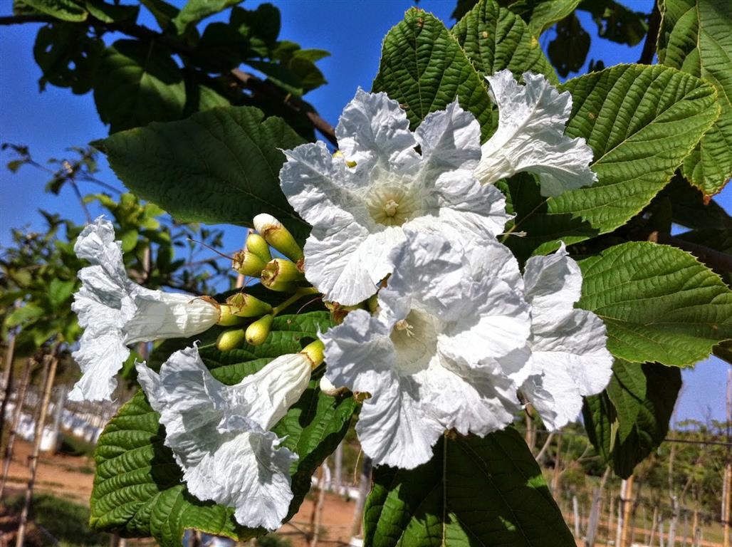 Cordia superba 