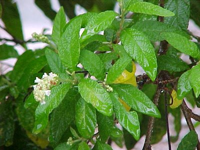 Cordia_verbenacea