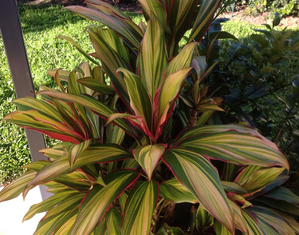 Cordyline fruticosa