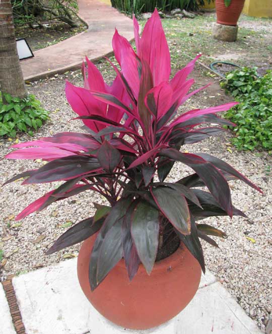 Cordyline terminalis