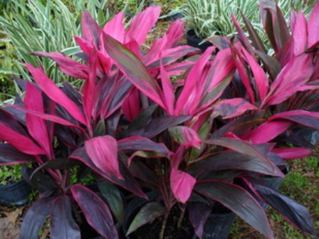 Cordyline_terminalis_