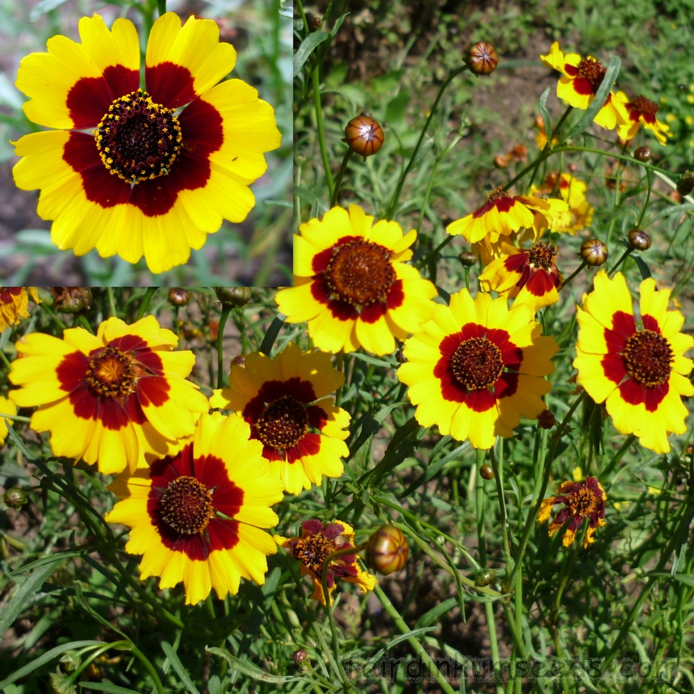 Coreopsis-Atropurpurea