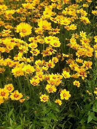 Coreopsis lanceolata