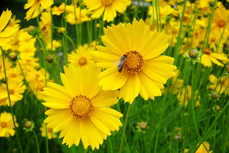 Coreopsis lanceolata-3