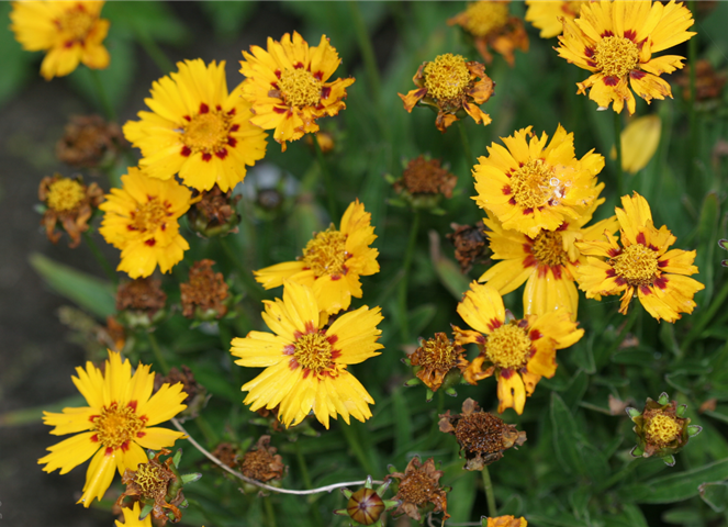 Coreopsis lanceolata 