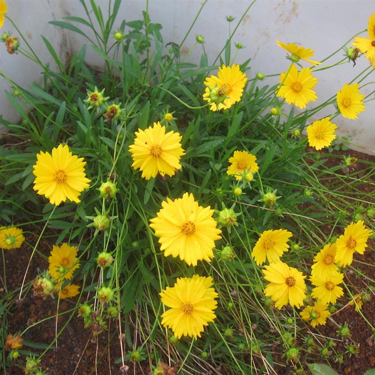 Coreopsis-lanceolata