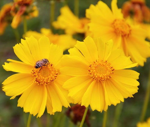 Coreopsis lanceolata