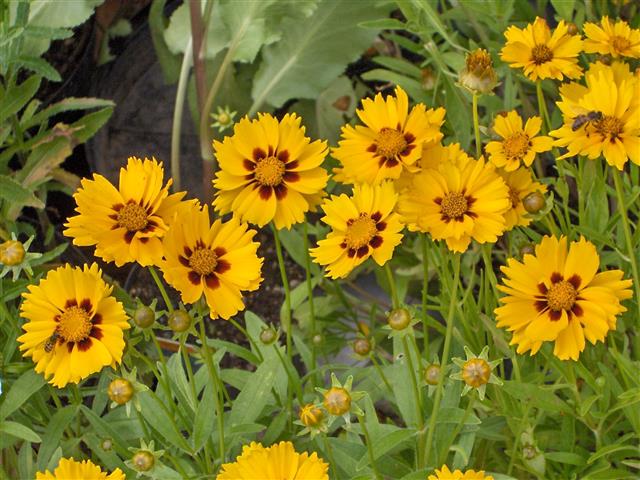 Coreopsis_lanceolata