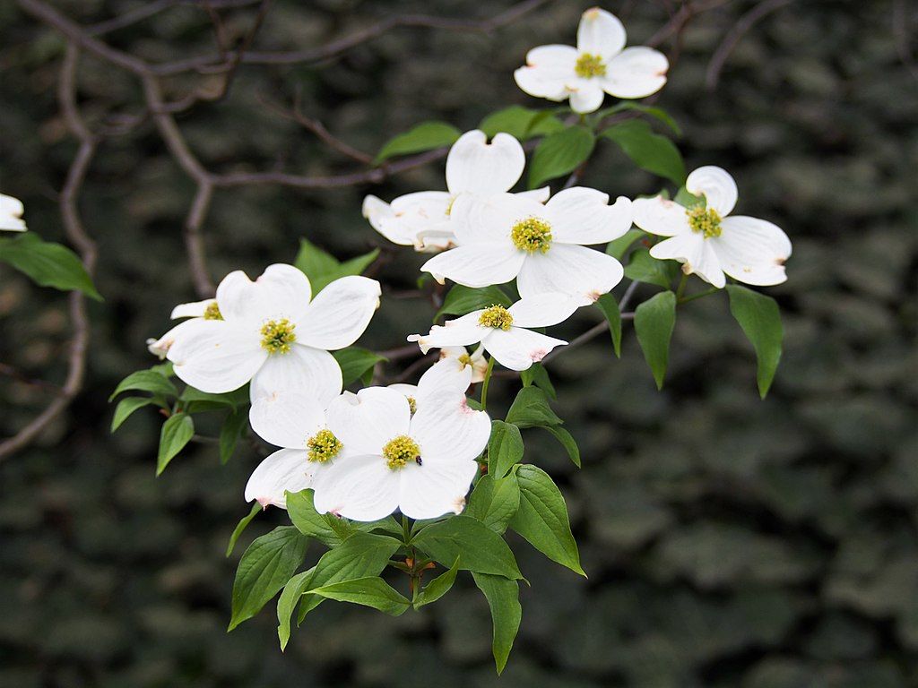 Cornus-florida